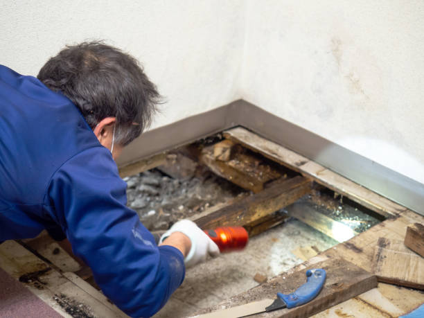Best Mold Cleaning Services  in San Carlos, AZ