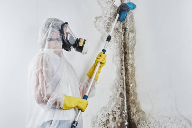 Best Emergency Mold Removal  in San Carlos, AZ
