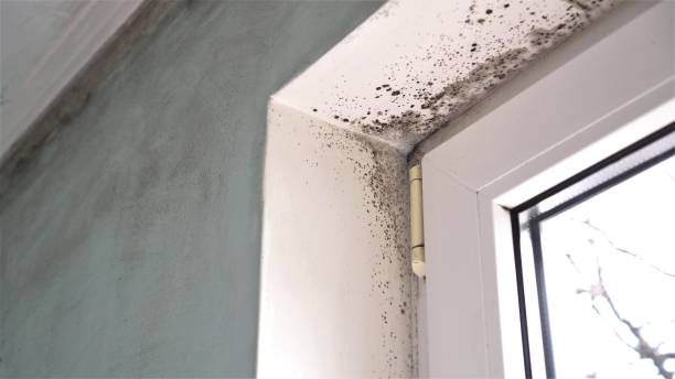 Best Commercial Mold Removal  in San Carlos, AZ