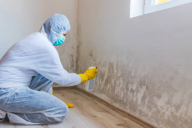 Best Mold Removal Process  in San Carlos, AZ