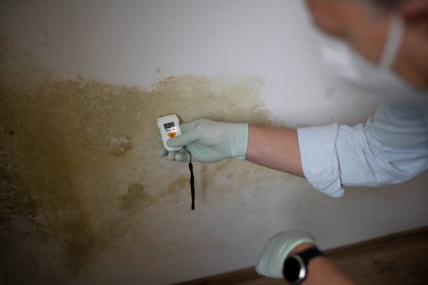 Trusted San Carlos, AZ Mold Removal Experts