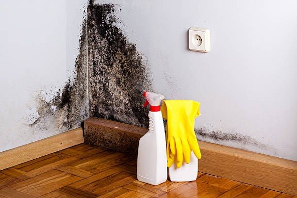 Best Attic Mold Removal  in San Carlos, AZ
