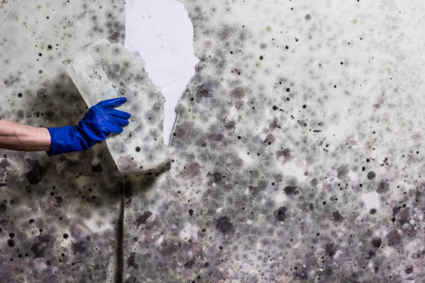 Best Emergency Mold Removal  in San Carlos, AZ