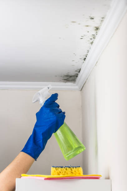 Best Local Mold Removal Service  in San Carlos, AZ