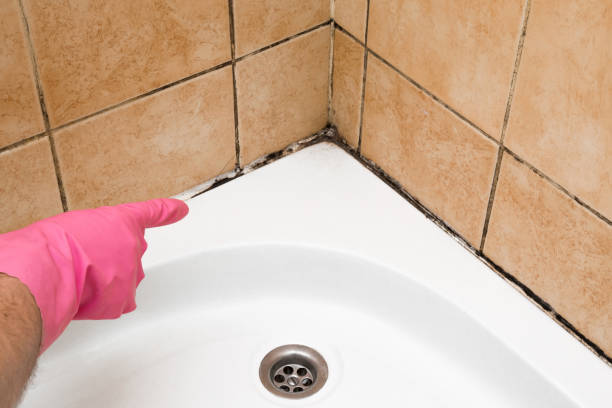Best Attic Mold Removal  in San Carlos, AZ